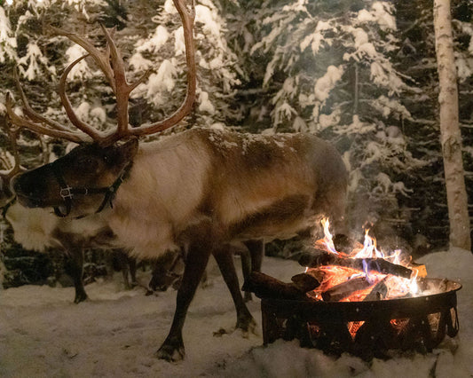 Reindeer standing by a fire burning