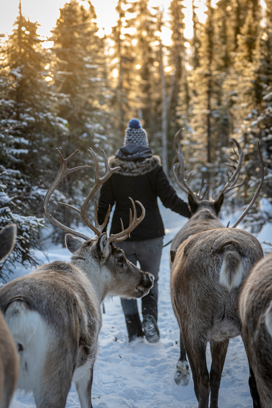 Woman walking reindeer in the snow