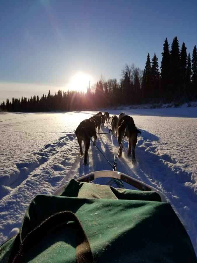 Mushing in winter