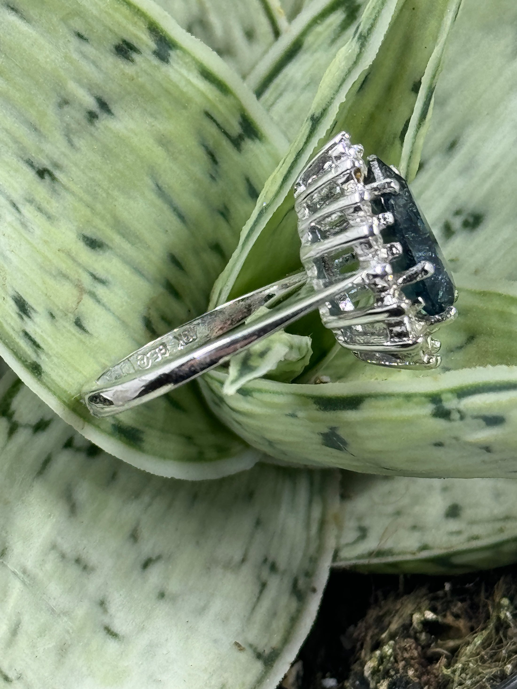 Side view of Blue and White Glass Ring on green plant