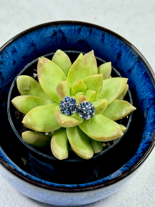 Blue Swaroski Stud earrings sitting on top of a plant in blue bowel